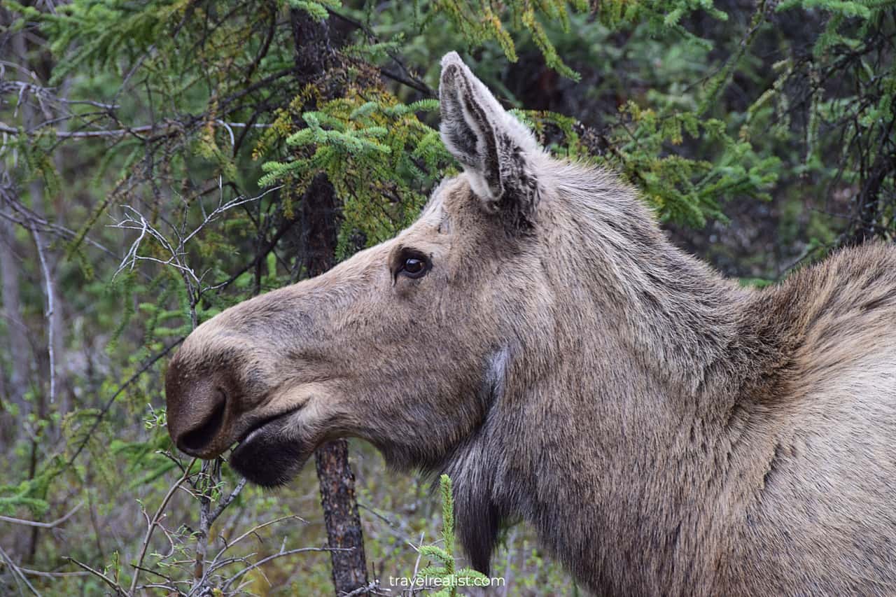 Moose in Denali National Park, Alaska, US