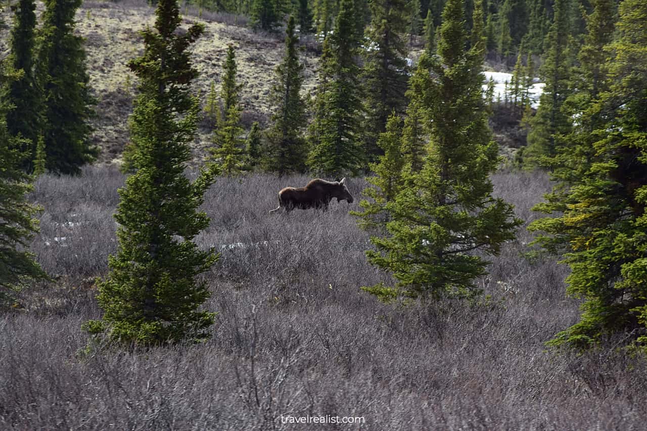 Moose encounter in Denali National Park, Alaska, US