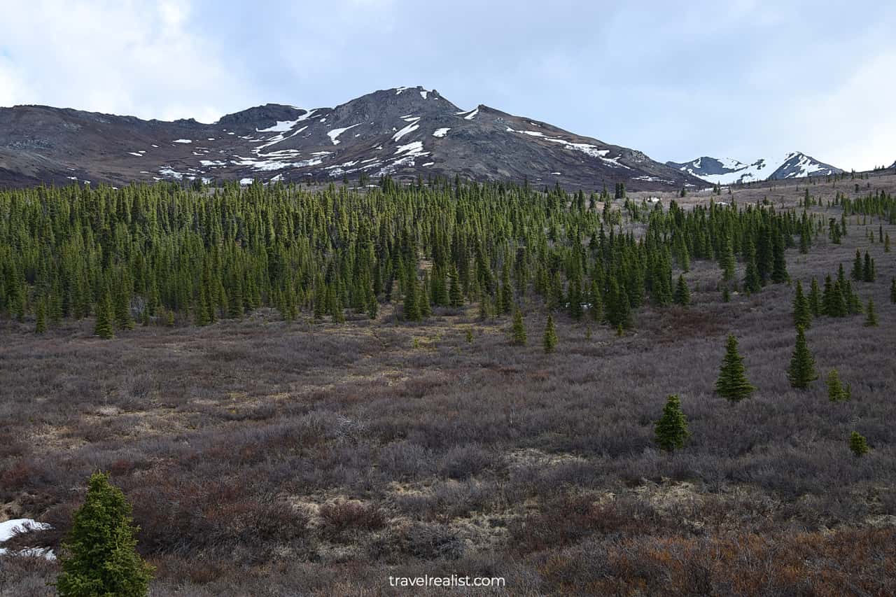 Forested area in Denali National Park, Alaska, US