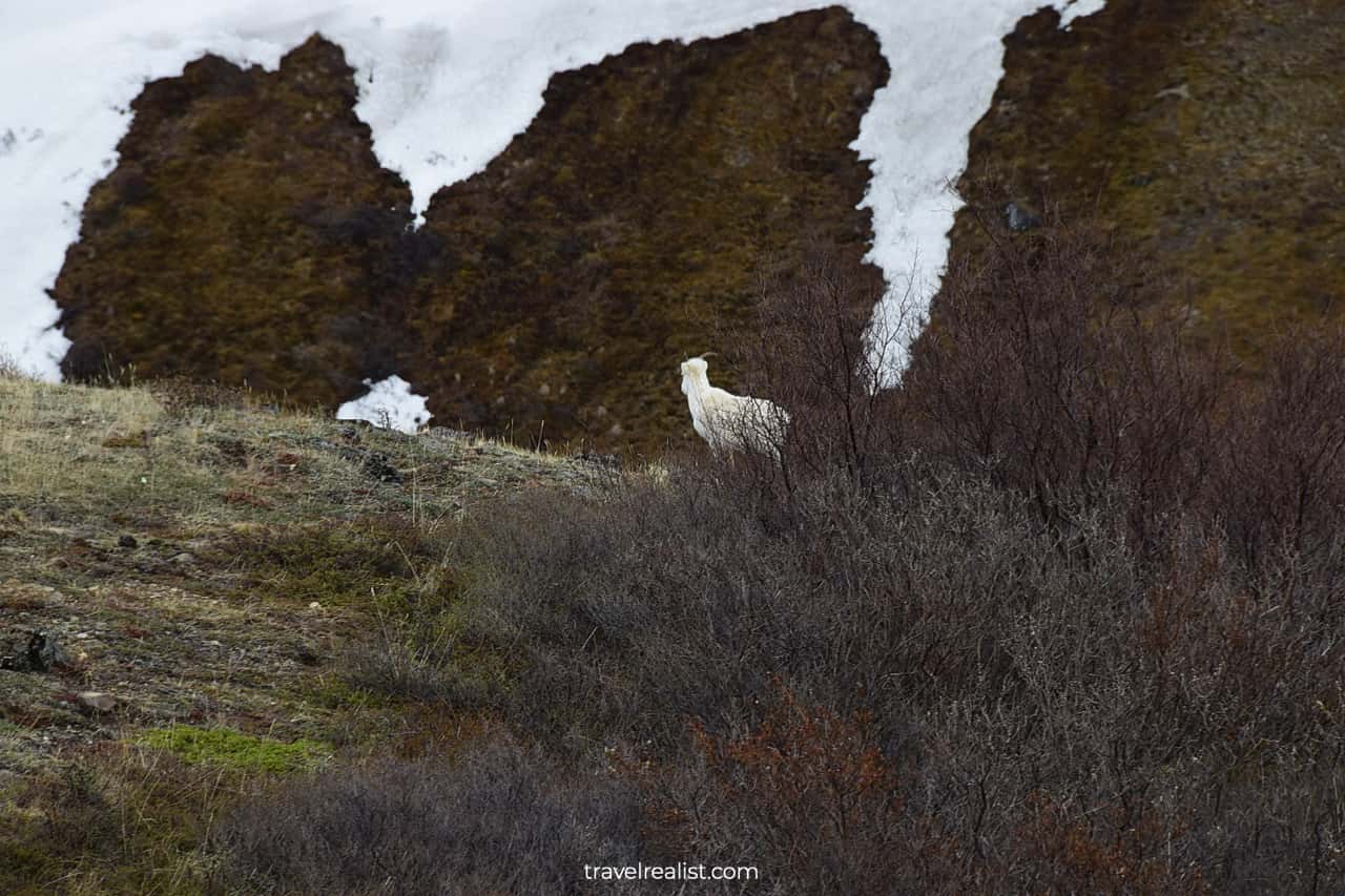 Dall sheep in Denali National Park, Alaska, US