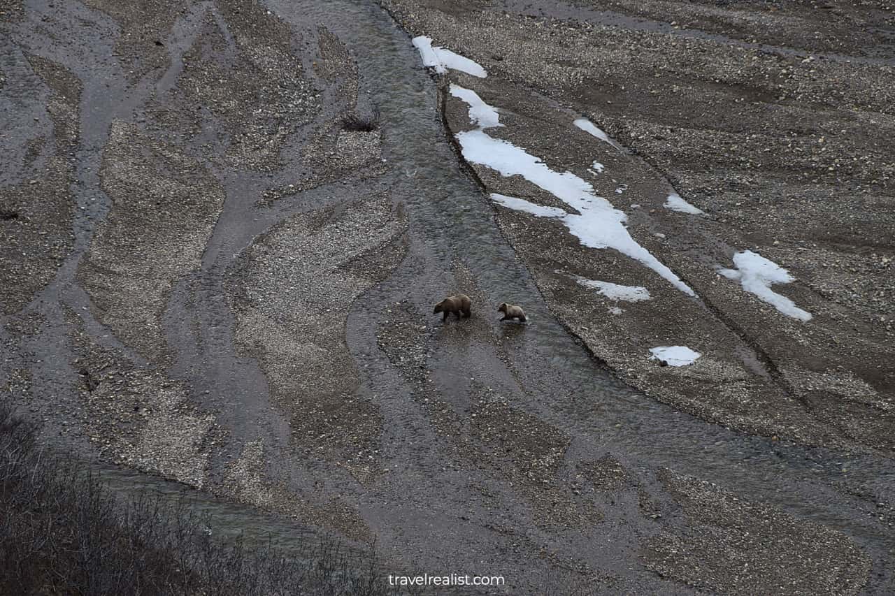 Grizzly bears in Denali National Park, Alaska, US