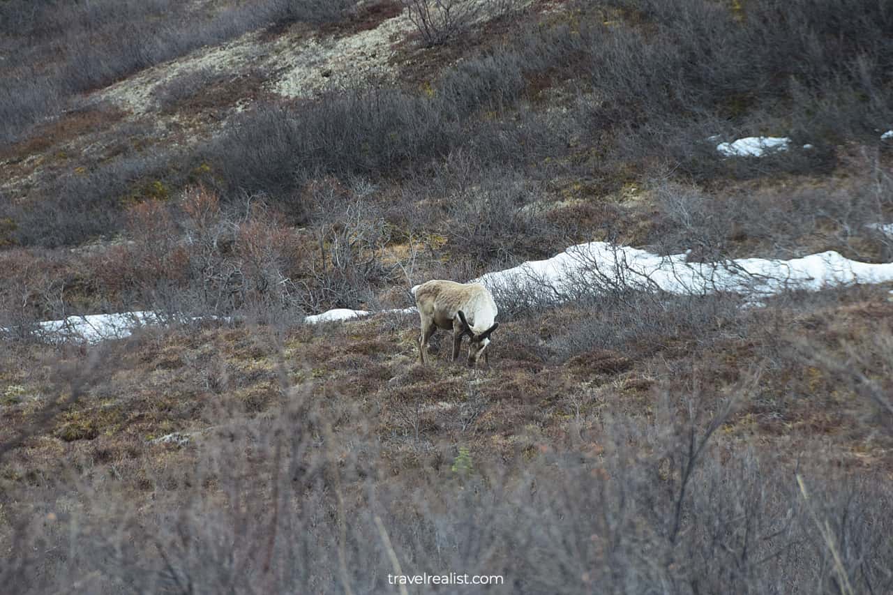 Caribou in Denali National Park, Alaska, US