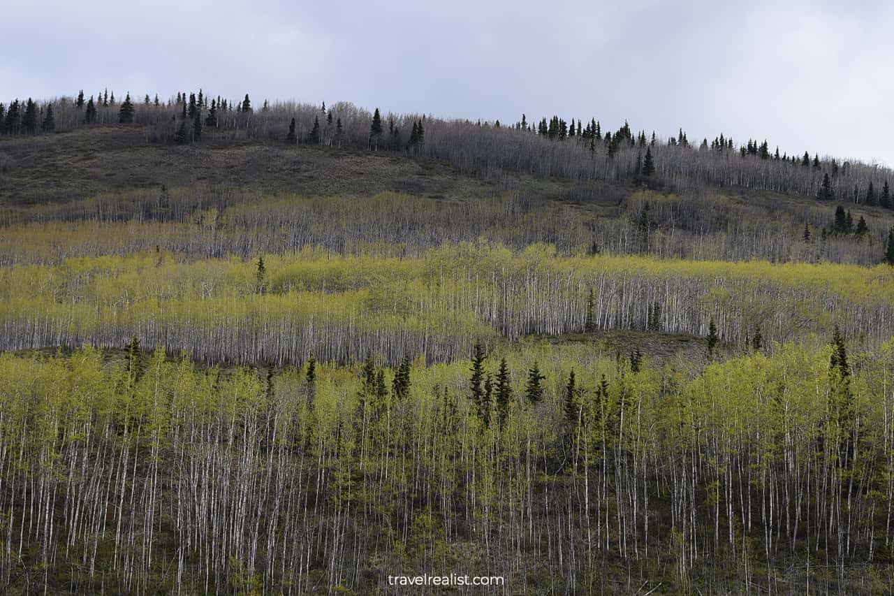 Alaskan spring near Matanuska Glacier in Alaska, US