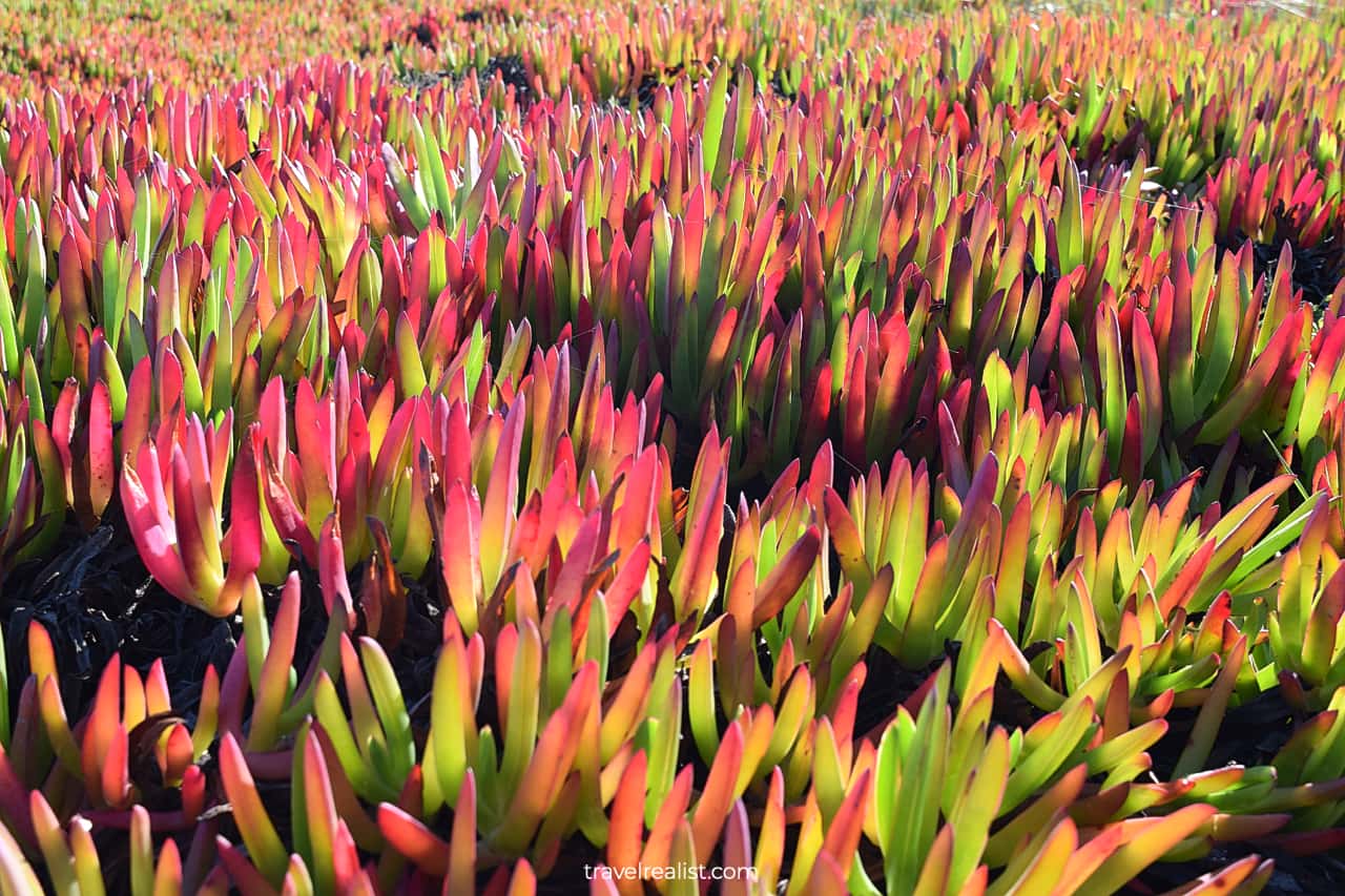 Colored succulents at Point Reyes National Seashore in California, US