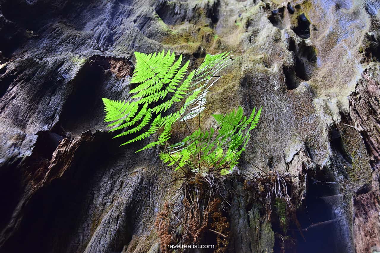 Plant growing inside a redwood tree in Redwood National Park, California, US