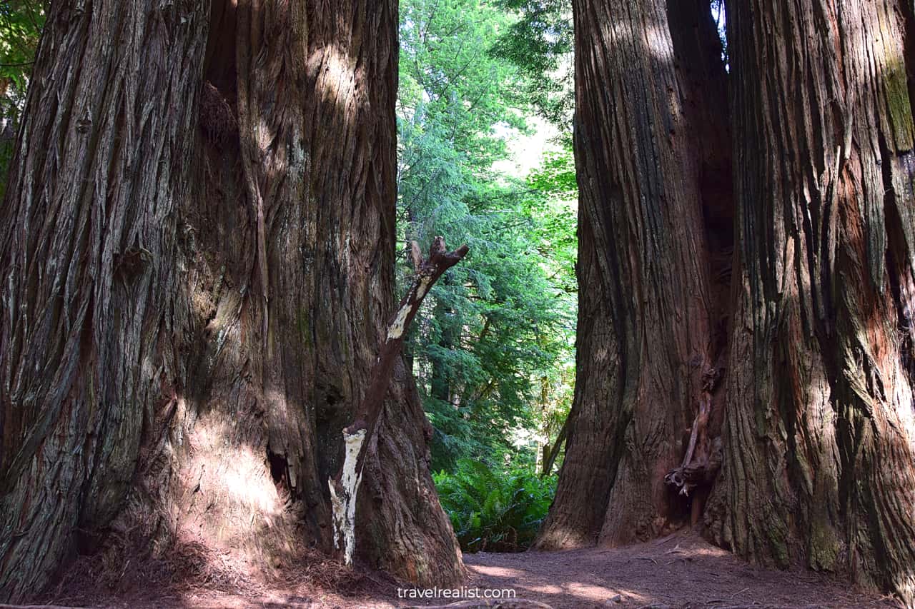 Tree giants in Redwood National Park, California, US