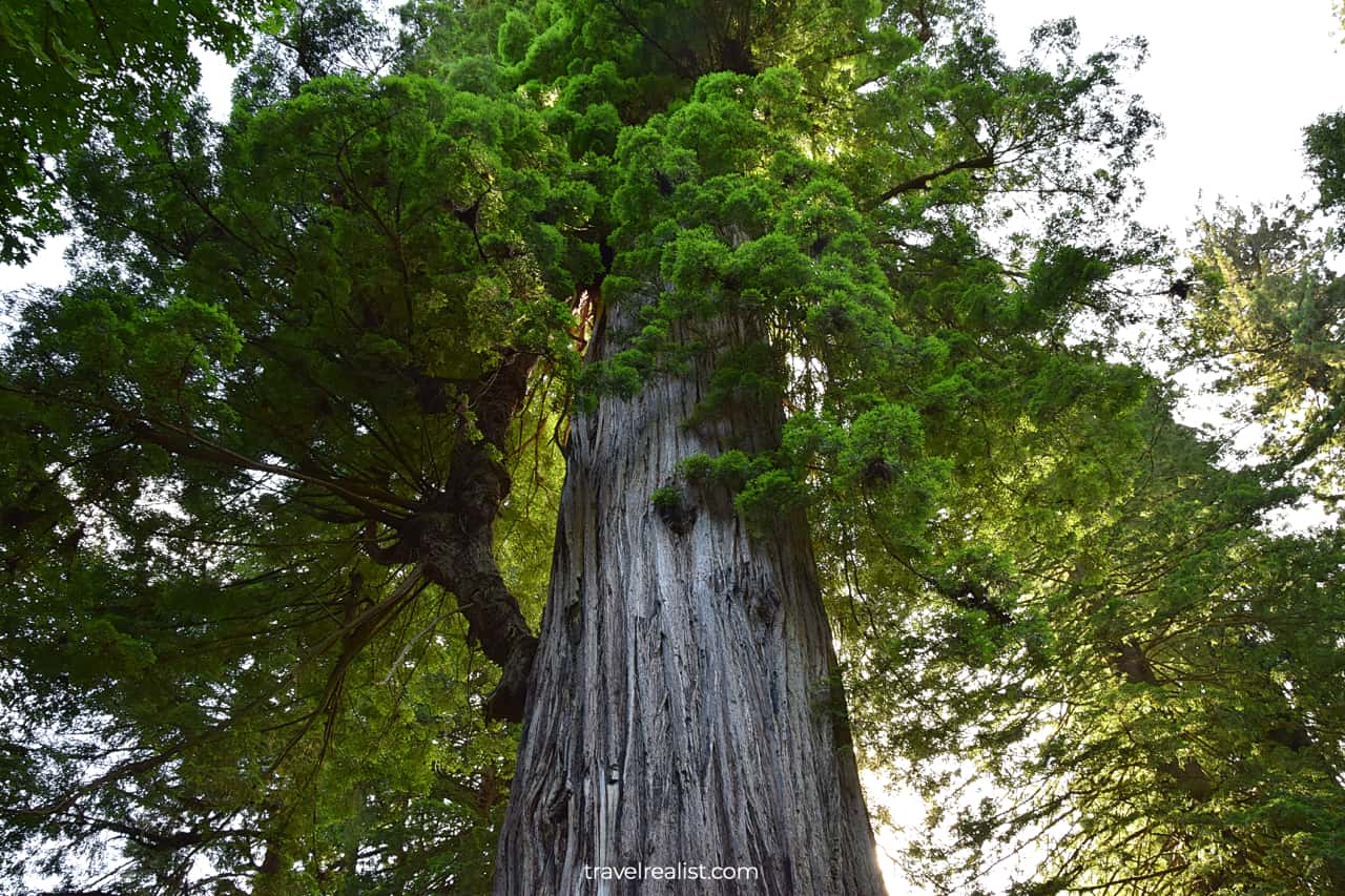 Big Tree Wayside in Redwood National Park, California, US