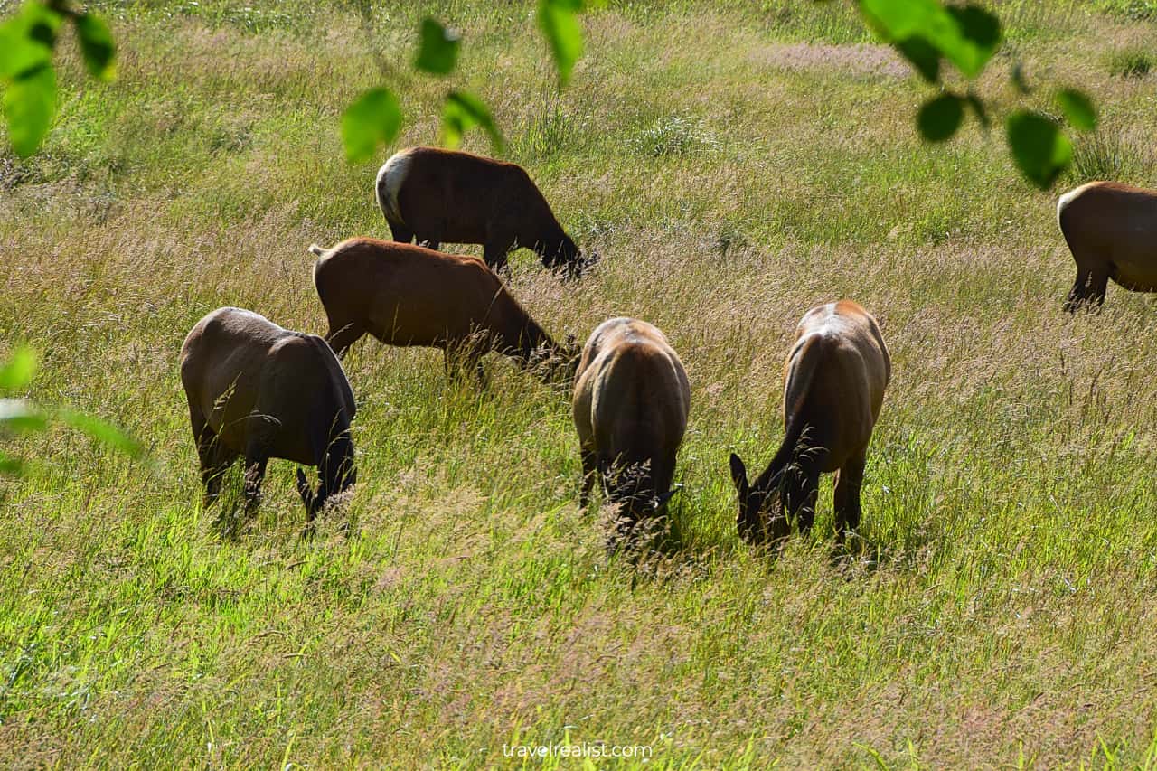 Elks at Elk Meadow in Redwood National Park, California, US