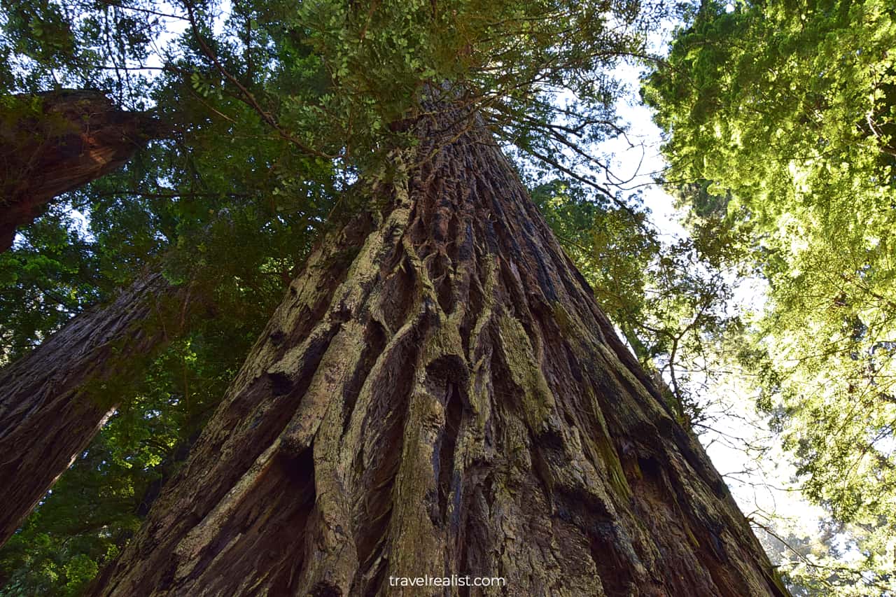 Redwood tree in Redwood National Park, California, US, second stop on Northern California and Oregon itinerary
