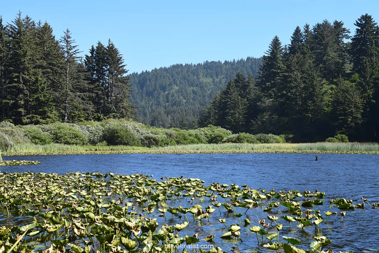 Water lilies at Lagoon Creek in Redwood National Park, California, US