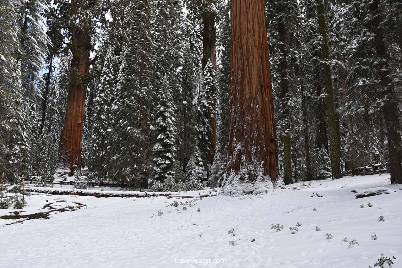 Sequoias in Giant Forest in Sequoia National Park, California, US