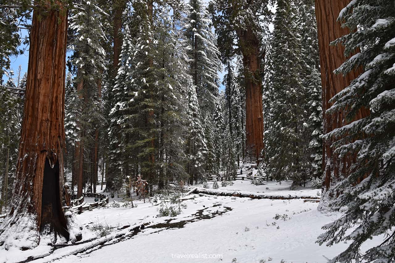 Sequoias in Giant Forest in Sequoia National Park, California, US