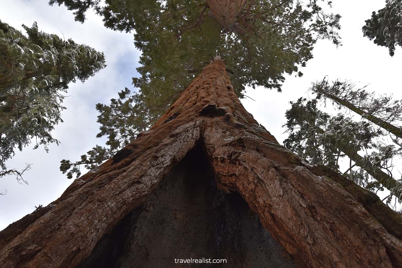 General Sherman Tree up-close views in Sequoia National Park, California, US