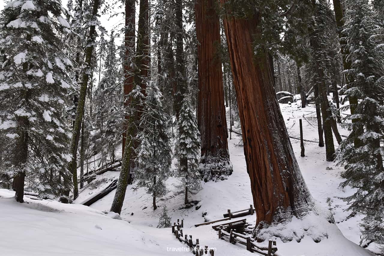 Congress Trail in Sequoia National Park, California, US