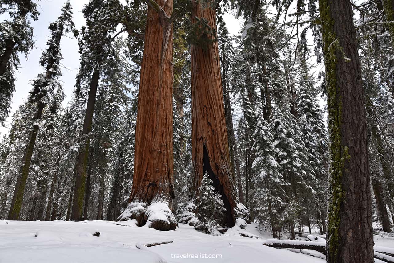 Sequoias in Sequoia National Park, California, US