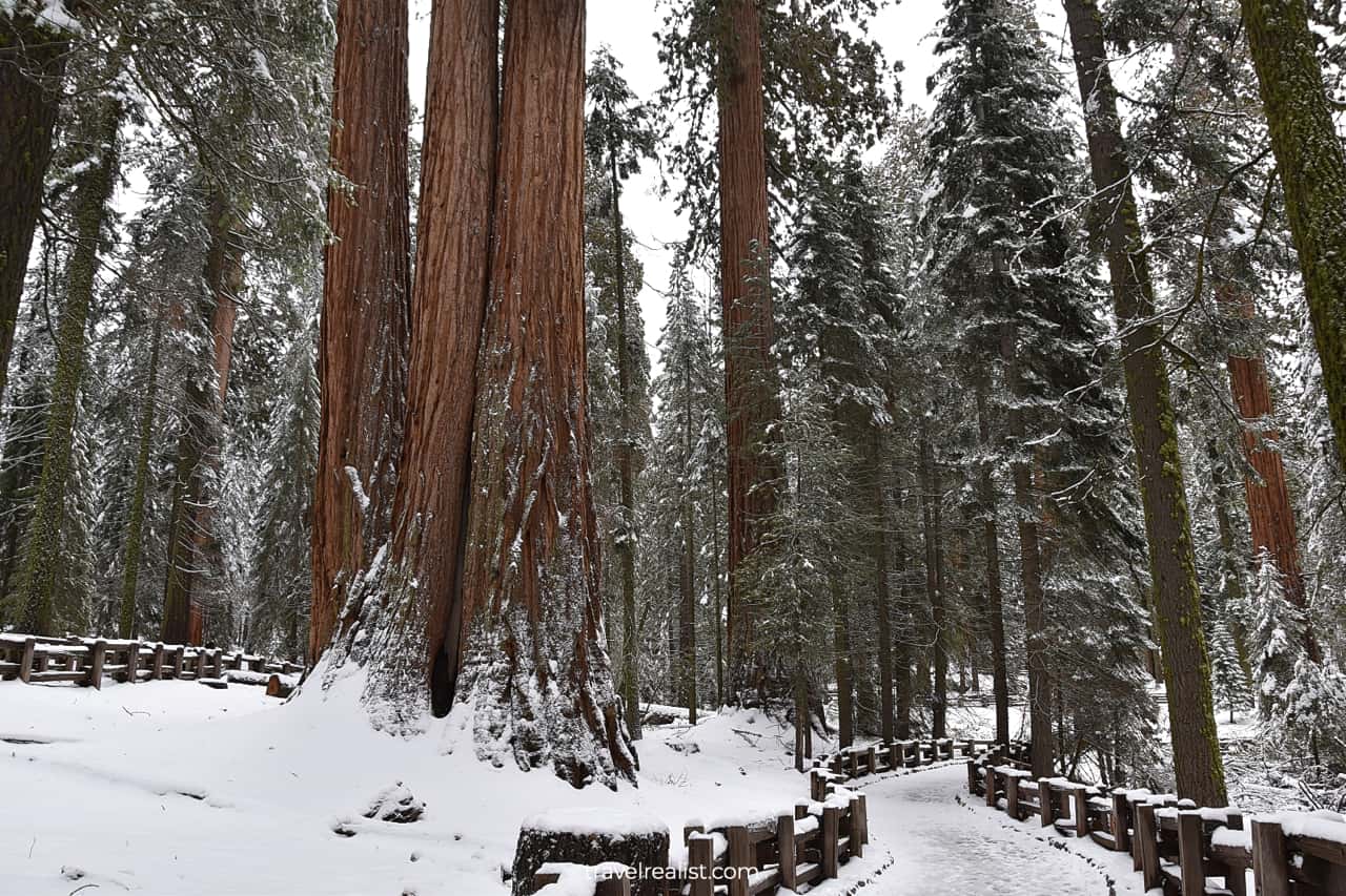 Sequoias in Giant Forest in Sequoia National Park, California, US