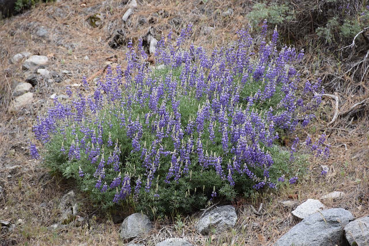 Mountain flowers in bloom in Yosemite National Park, California, US