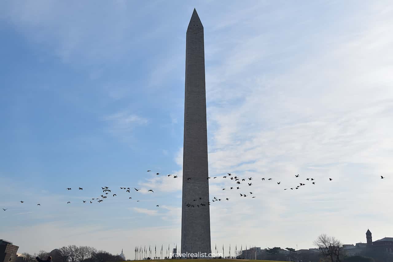 Geese and Washington Monument in National Mall, Washington, DC, US