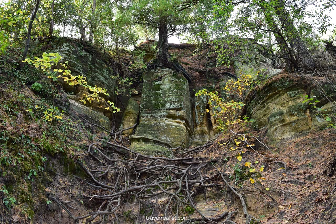 Tree with exposed roots in Starved Rock State Park, Illinois, US