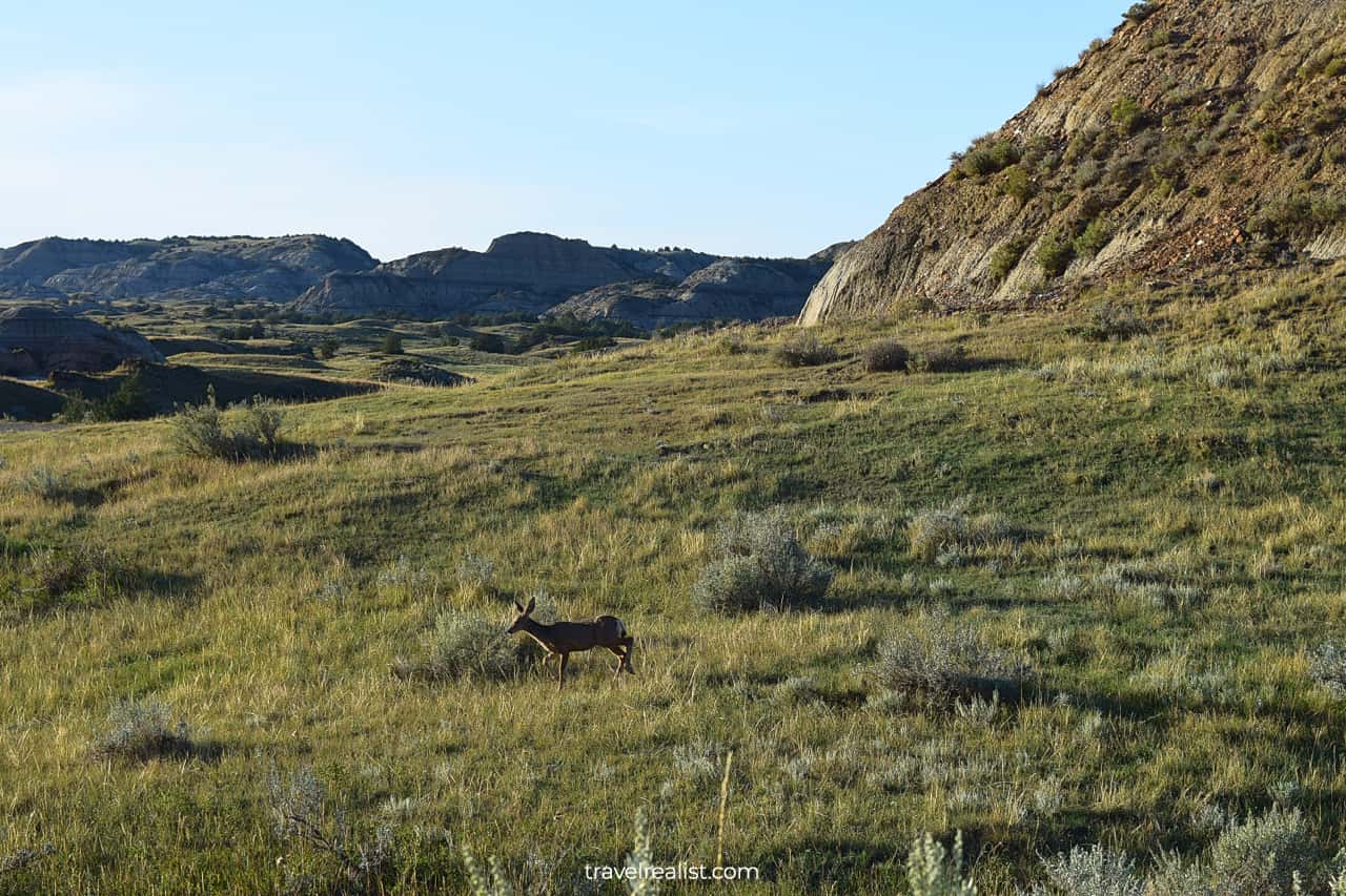 Deer Running in South Unit of Theodore Roosevelt National Park in North Dakota, US