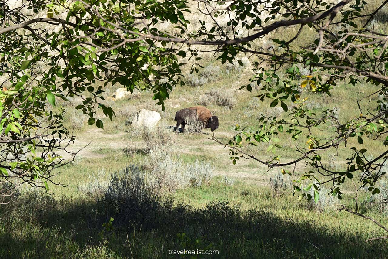 Bison in South Unit of Theodore Roosevelt National Park in North Dakota, US