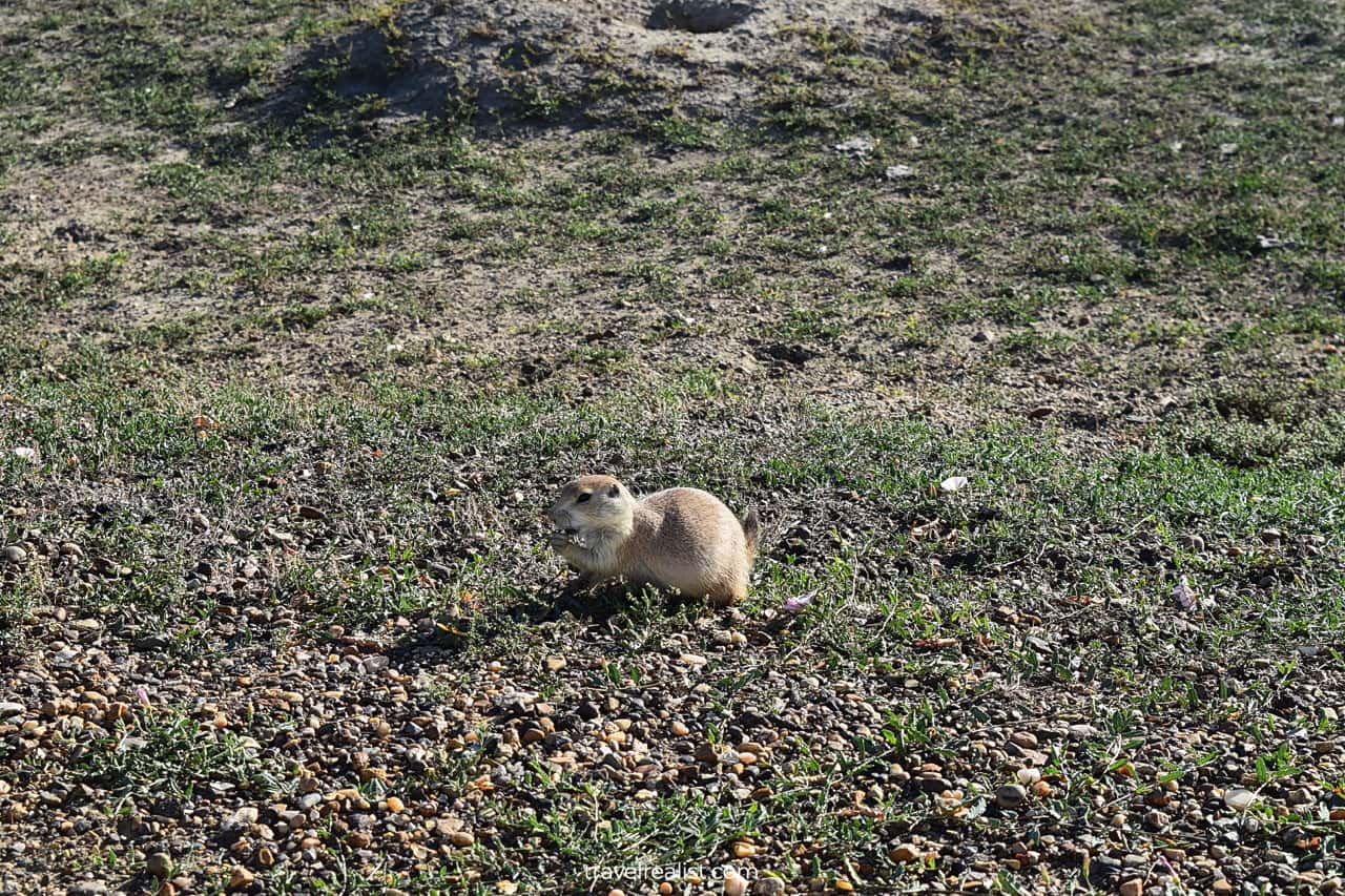 Prairie Dog in South Unit of Theodore Roosevelt National Park in North Dakota, US