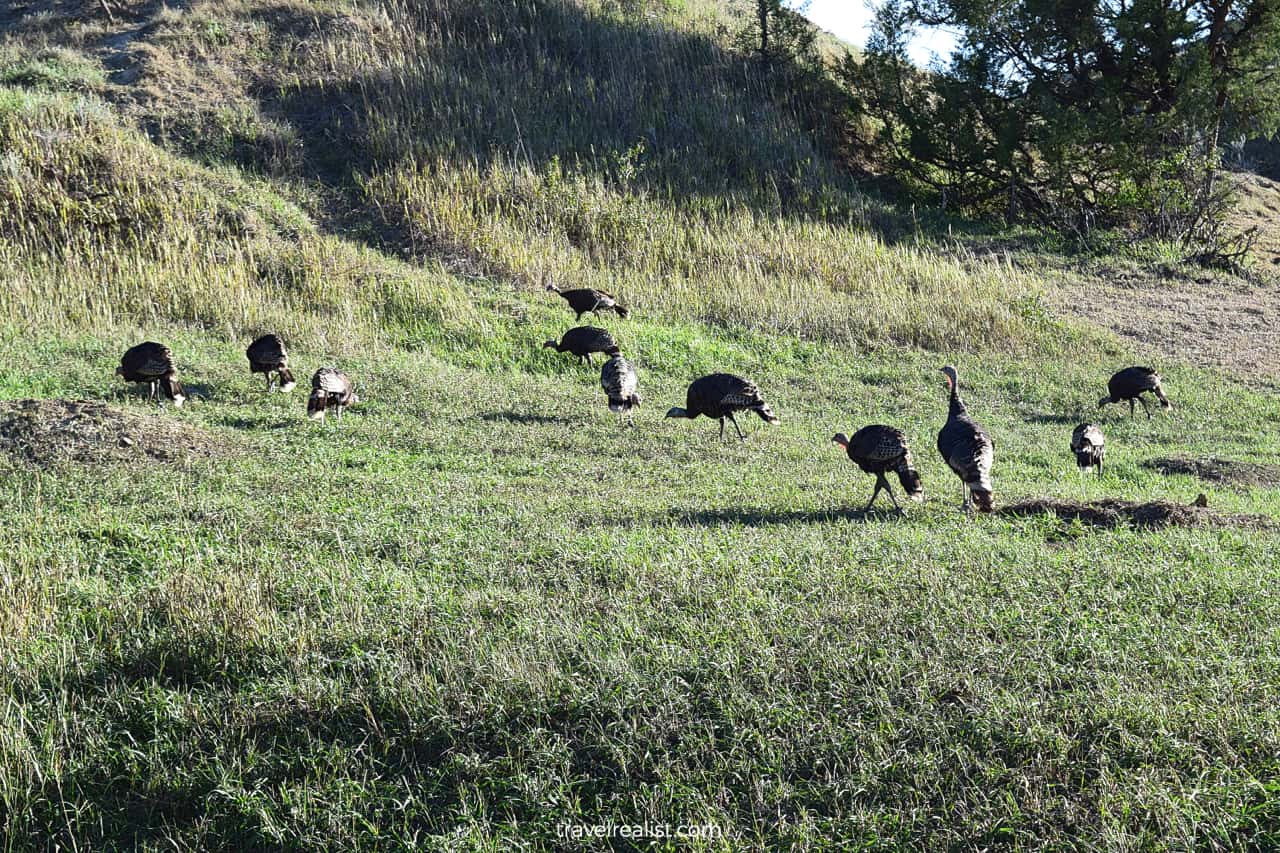 Turkeys in South Unit of Theodore Roosevelt National Park in North Dakota, US