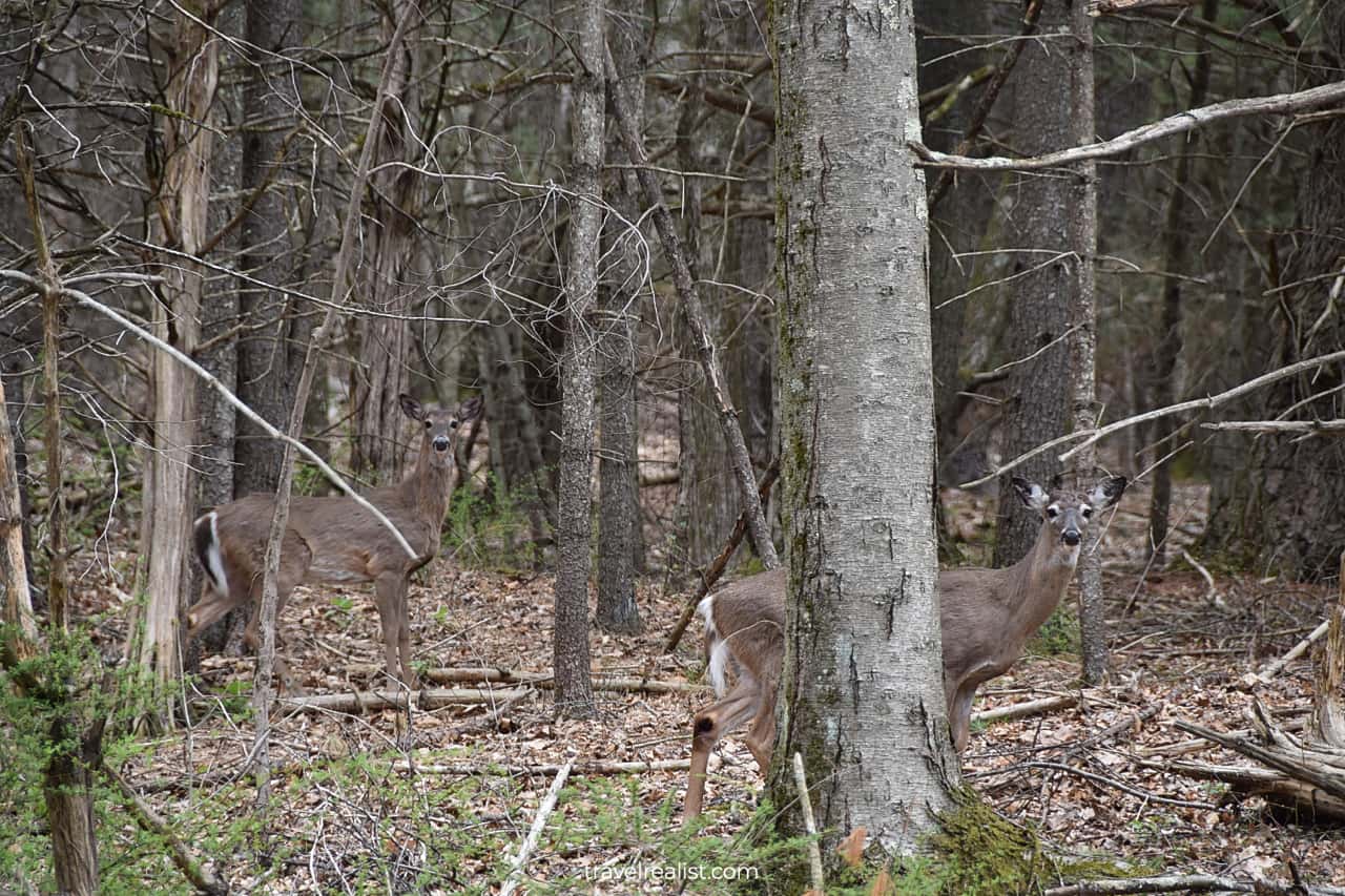 Deer in Delaware Water Gap National Recreation Area, Pennsylvania, New Jersey, US