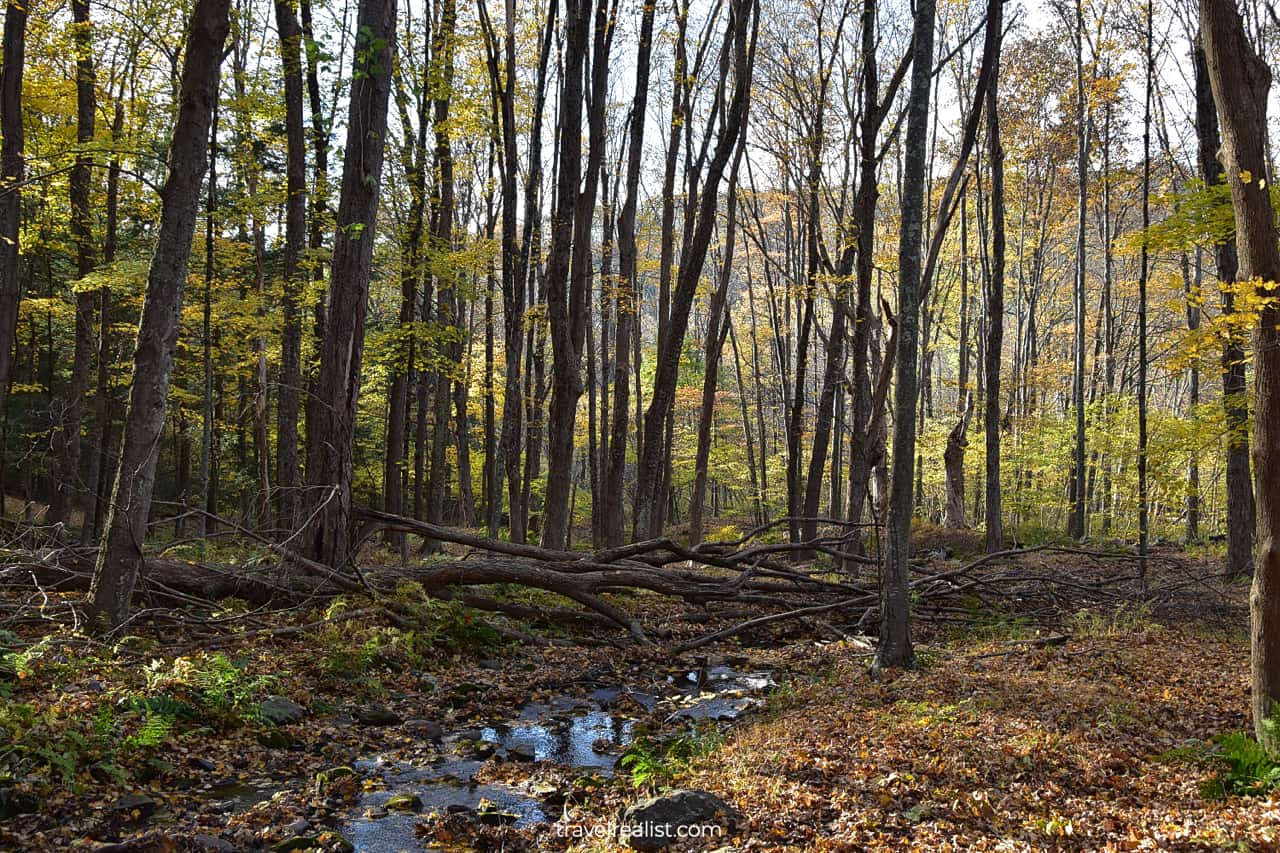 Forest creek during fall foliage in Delaware Water Gap National Recreation Area, Pennsylvania, New Jersey, US