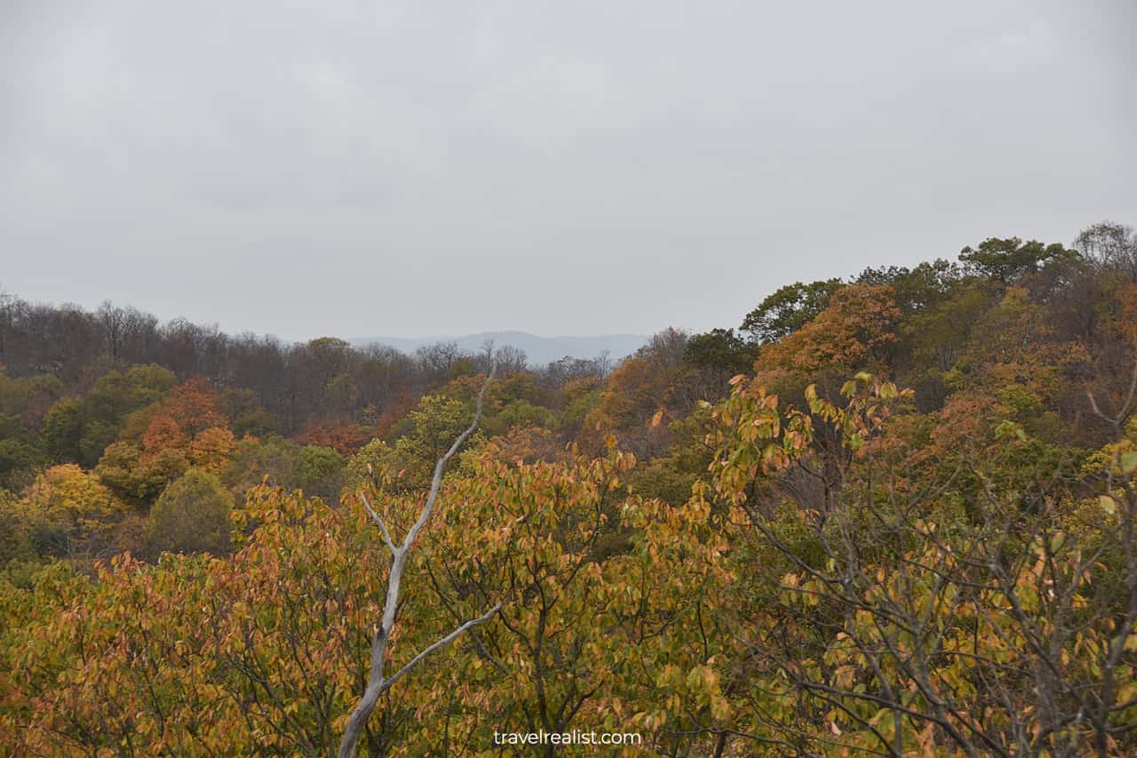 Fall forest in Ramapo Mountain State Forest, New Jersey, US