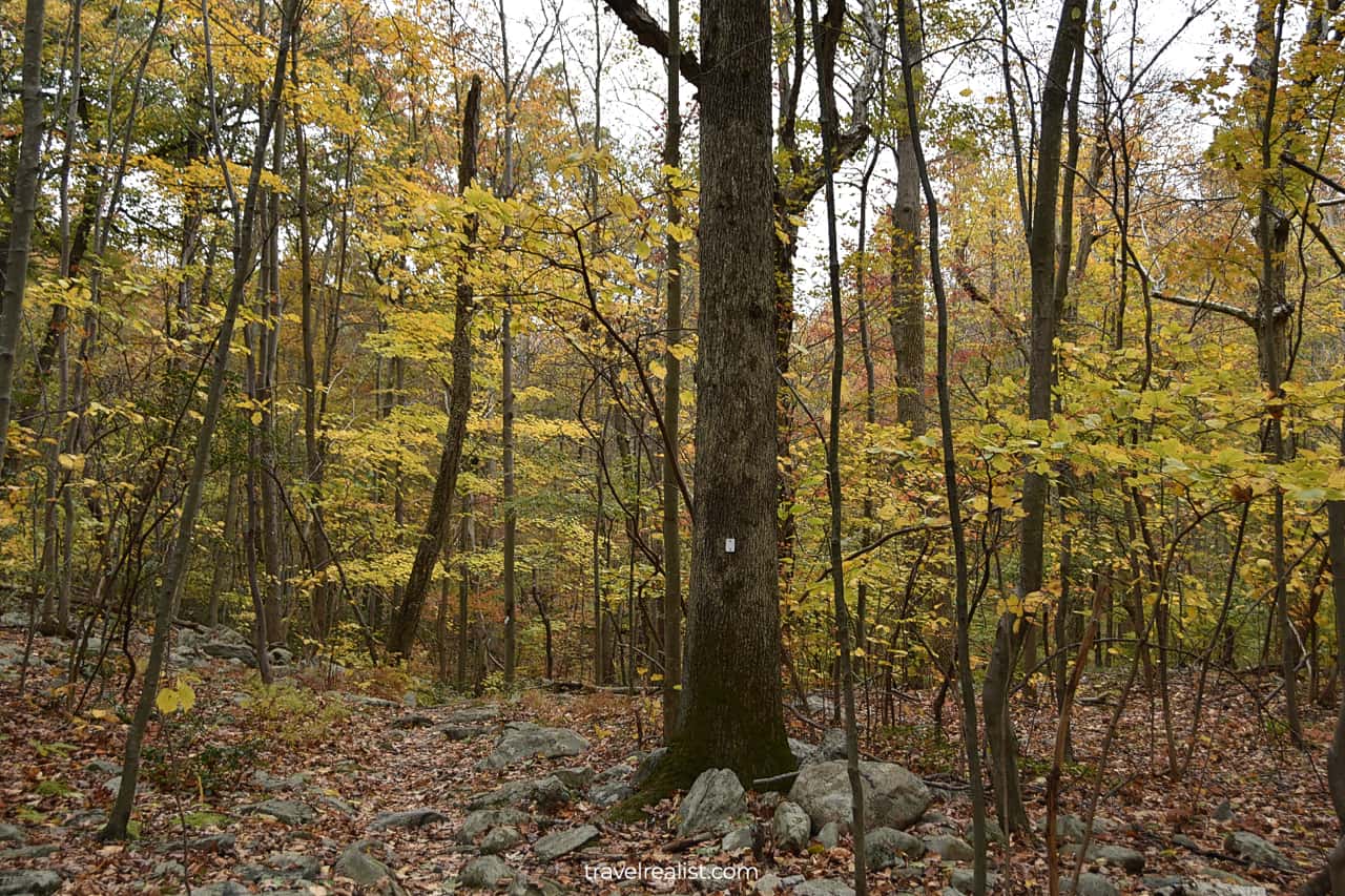 Fall forest trail in Ramapo Mountain State Forest, New Jersey, US