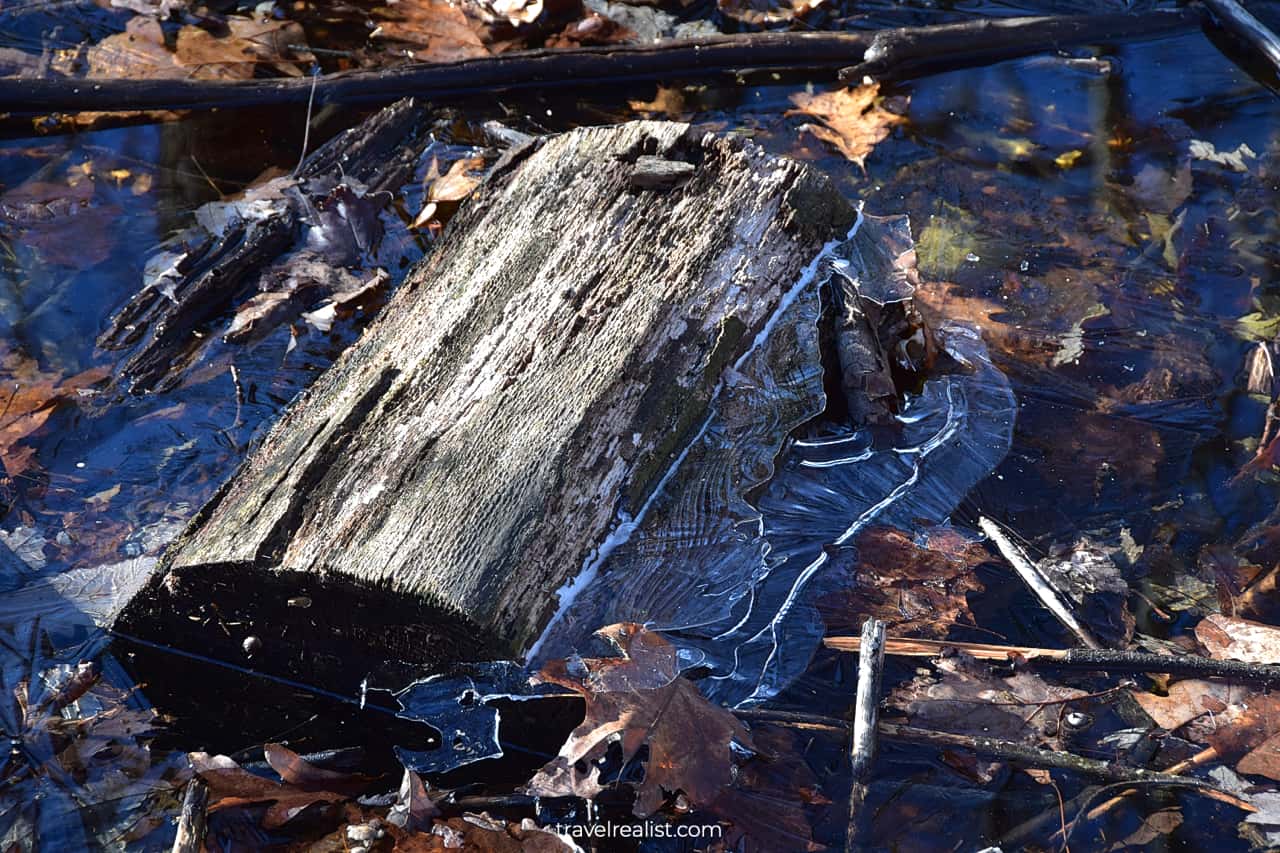 Log in frozen puddle in Ramapo Mountain State Park, New Jersey, US