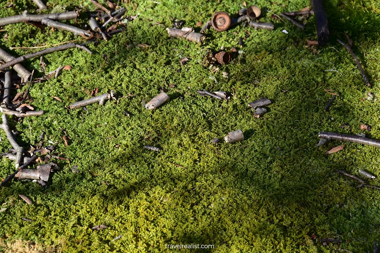 Moss in Ramapo Mountain State Park, New Jersey, US