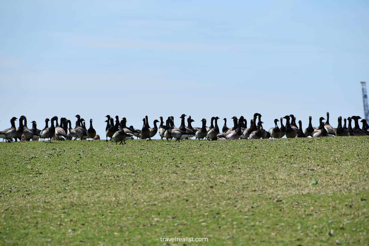 Geese near Statue of Liberty Pedestal on Liberty Island in Upper New York Bay, US