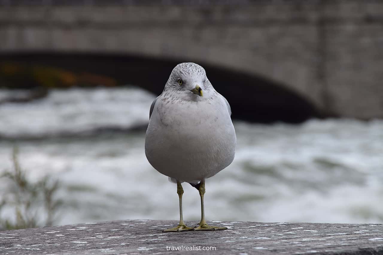 Seagull in Niagara Falls State Park, New York, US
