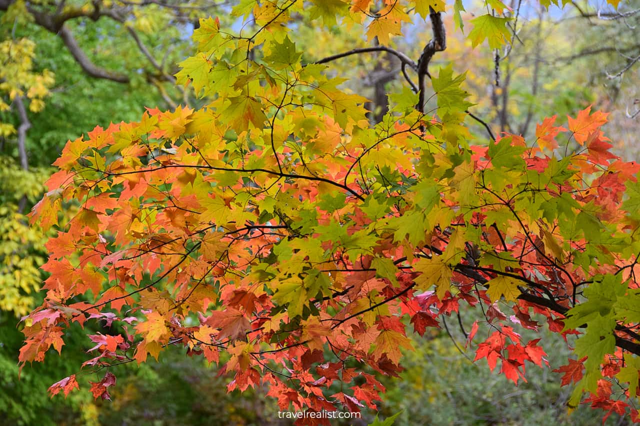 Fall foliage in Niagara Falls State Park, New York, US