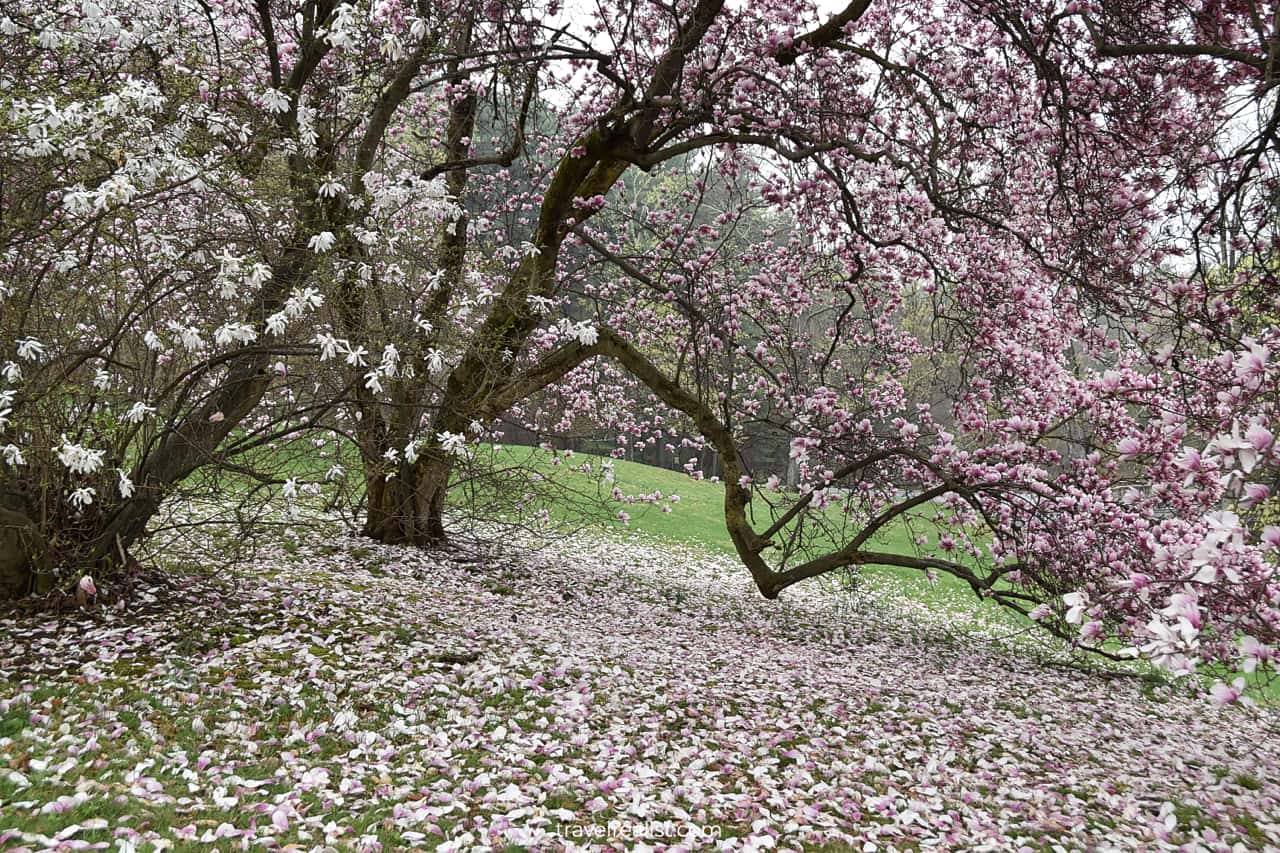 Cherry in full bloom in Formal Gardens in Vanderbilt Mansion National Historic Site, New York, US