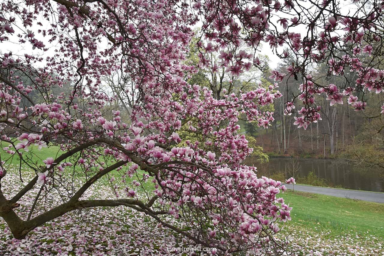 Cherry blossom in Formal Gardens in Vanderbilt Mansion National Historic Site, New York, US