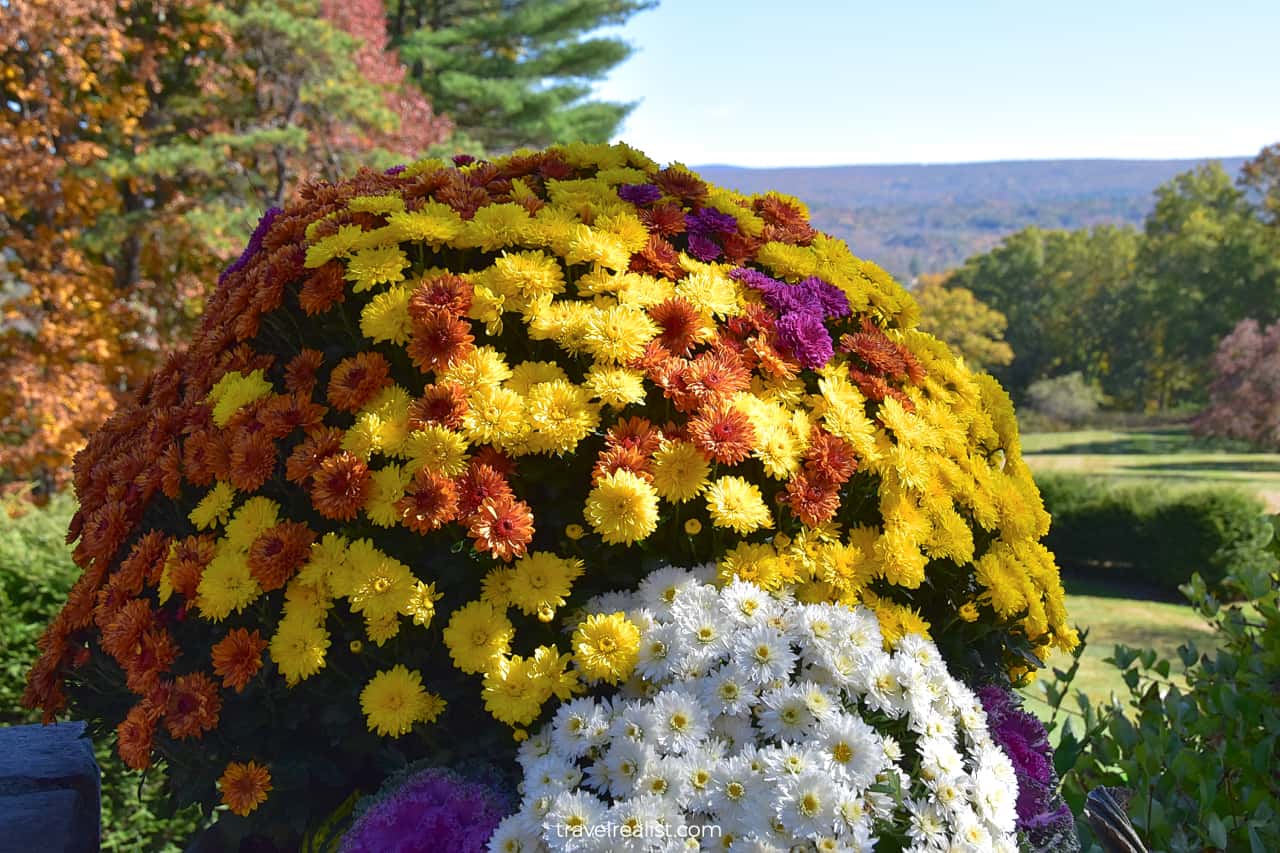 Chrysanthemum pot in Grey Towers National Historic Site, Pennsylvania, US