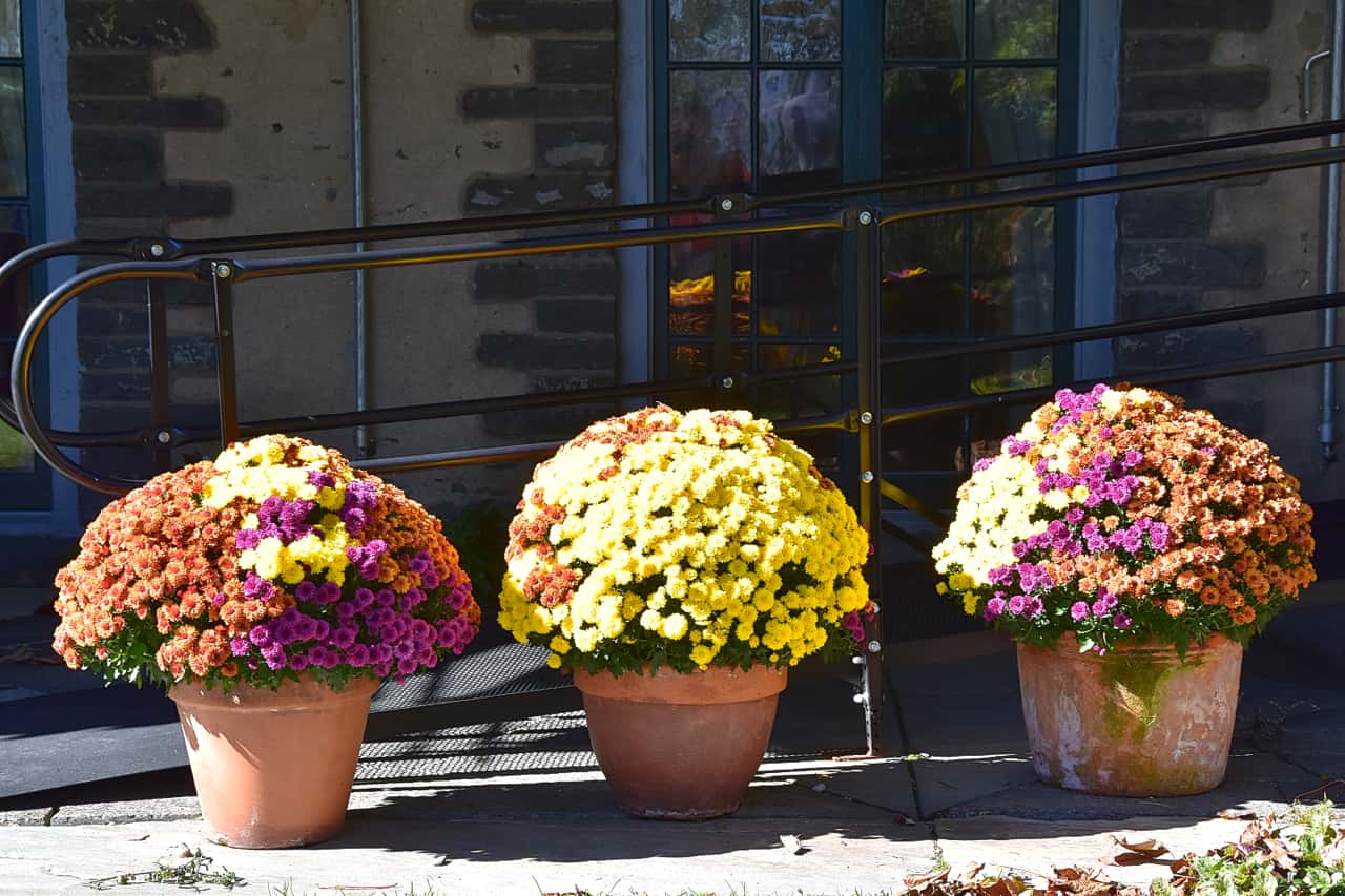 Chrysanthemum pots in Grey Towers National Historic Site, Pennsylvania, US