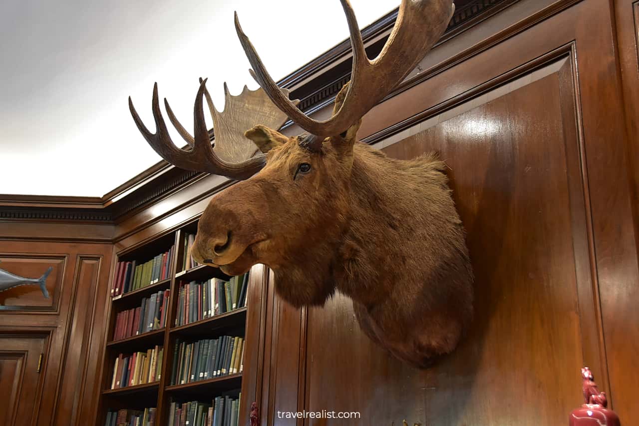 Moose head in Library of Gifford Pinchot House in Grey Towers National Historic Site, Pennsylvania, US