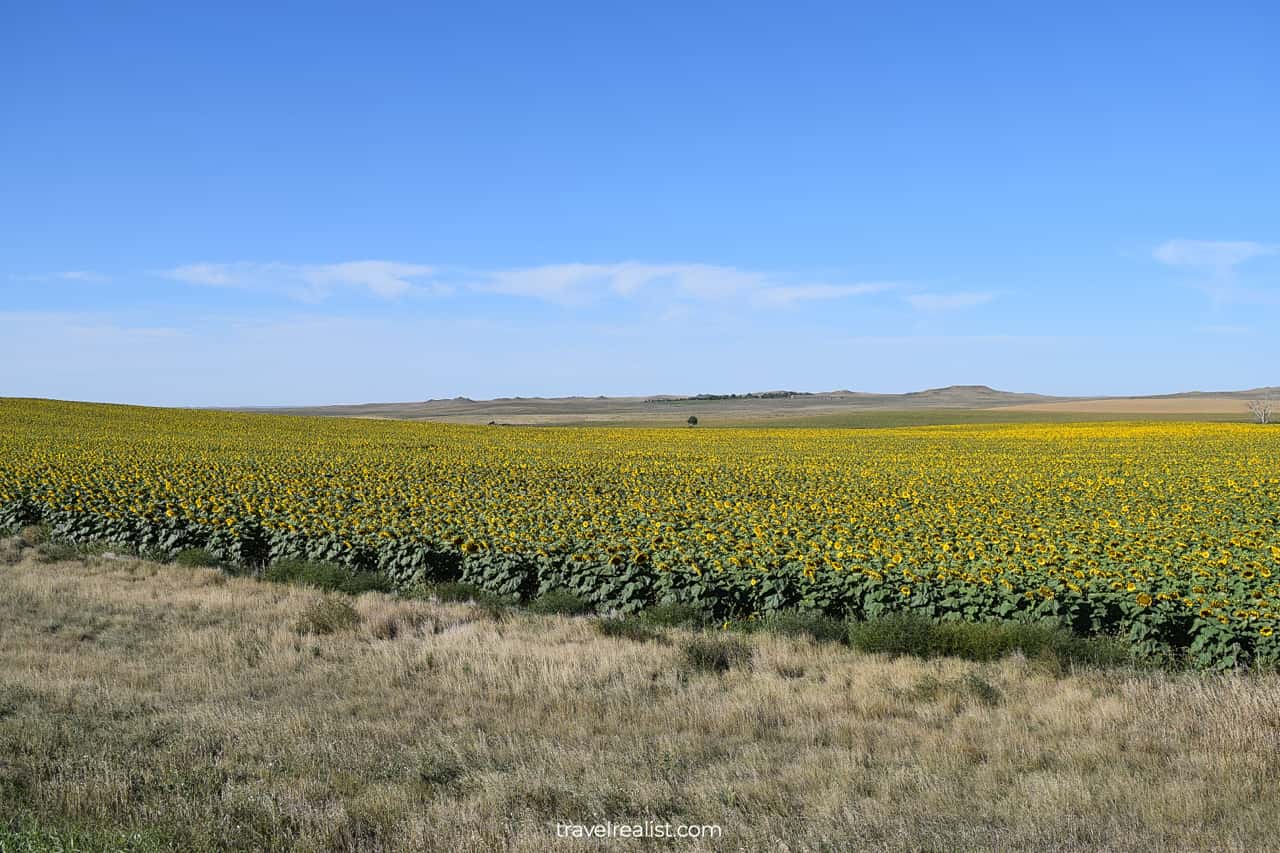 Sunflower fields near Badlands National Park in South Dakota, US
