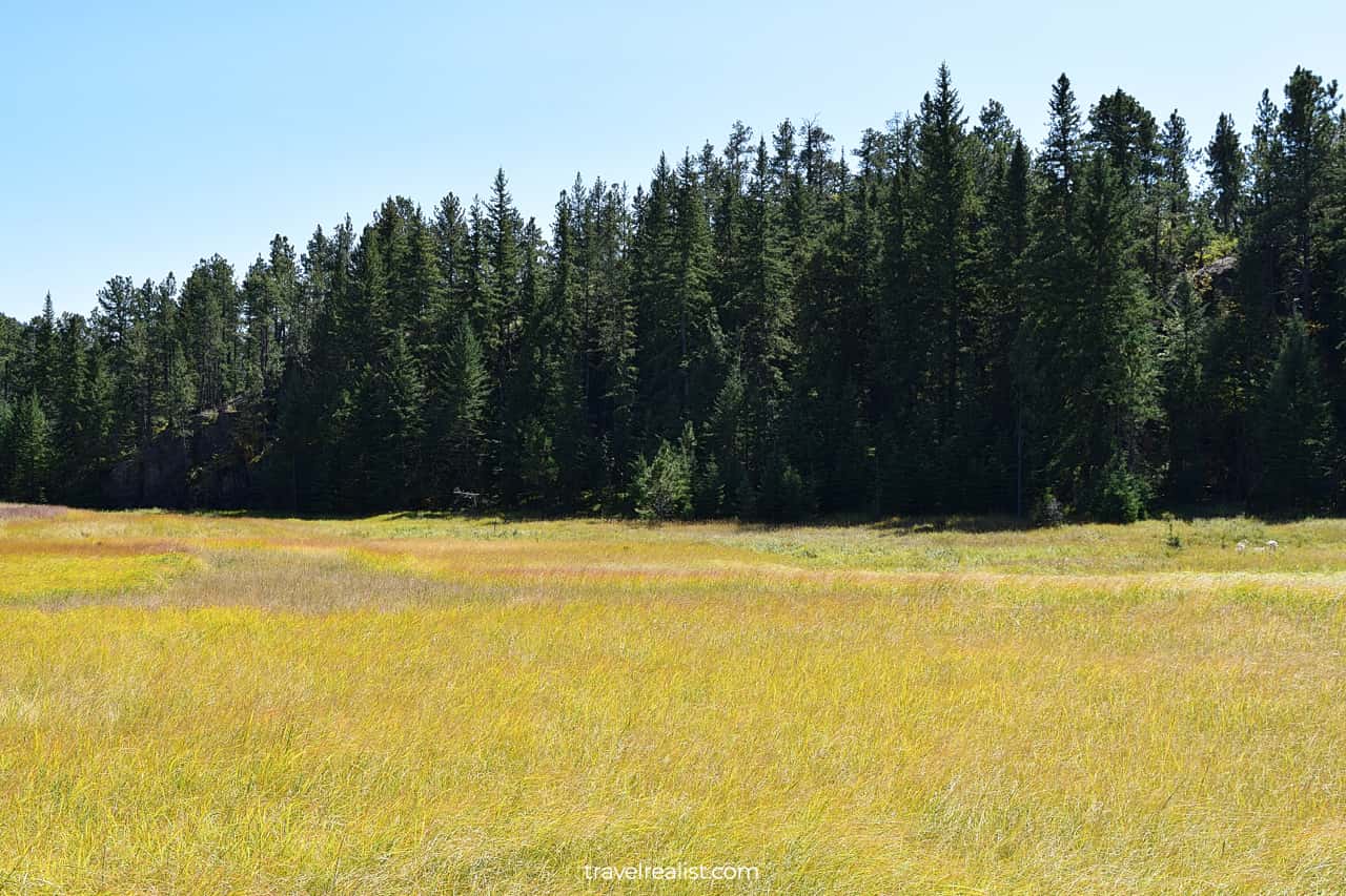 Lush meadows in Custer State Park, South Dakota, US