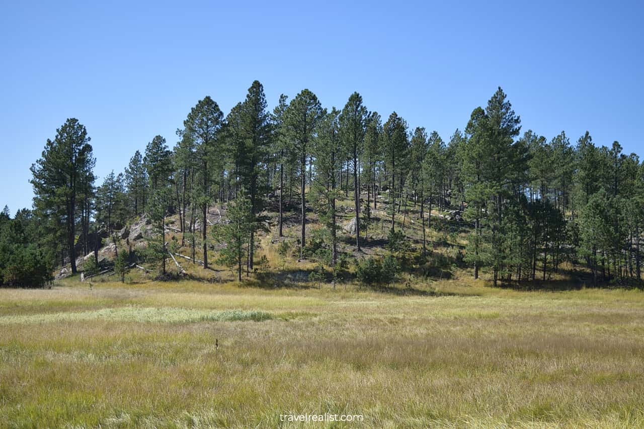 Pines and meadows in Custer State Park, South Dakota, US
