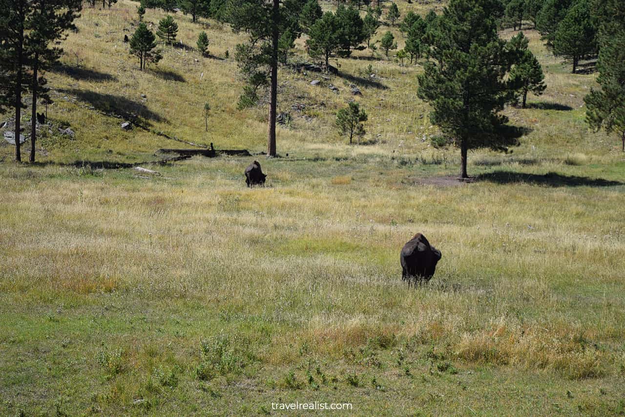 Buffalos in Custer State Park, South Dakota, US