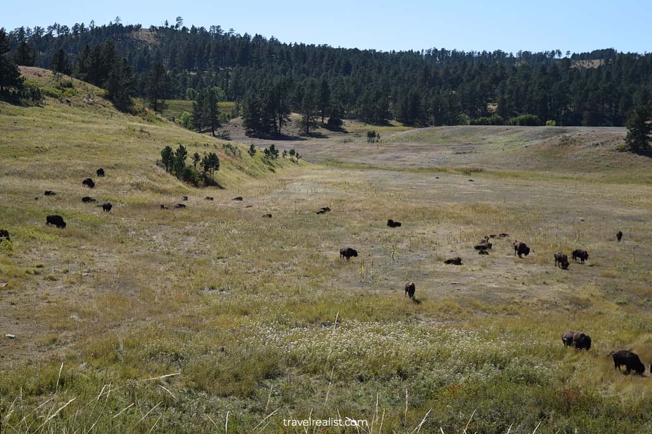 Buffalo herd in Wind Cave National Park, South Dakota, US