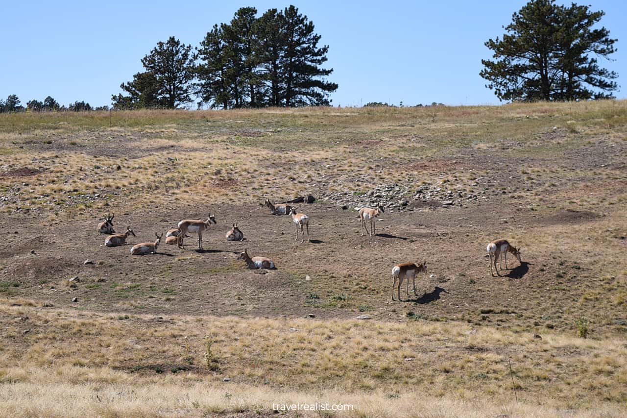 Pronghorns or antelopes near road in Custer State Park, South Dakota, US