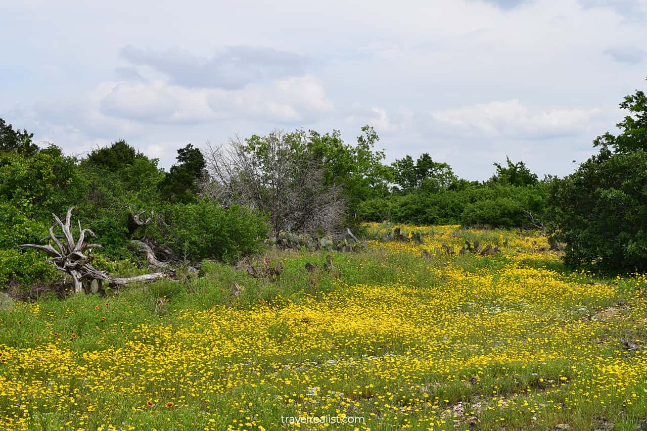 Blooming flowers and cacti at Shin Oak Observation Deck in Balcones Canyonlands National Wildlife Refuge, Texas, US