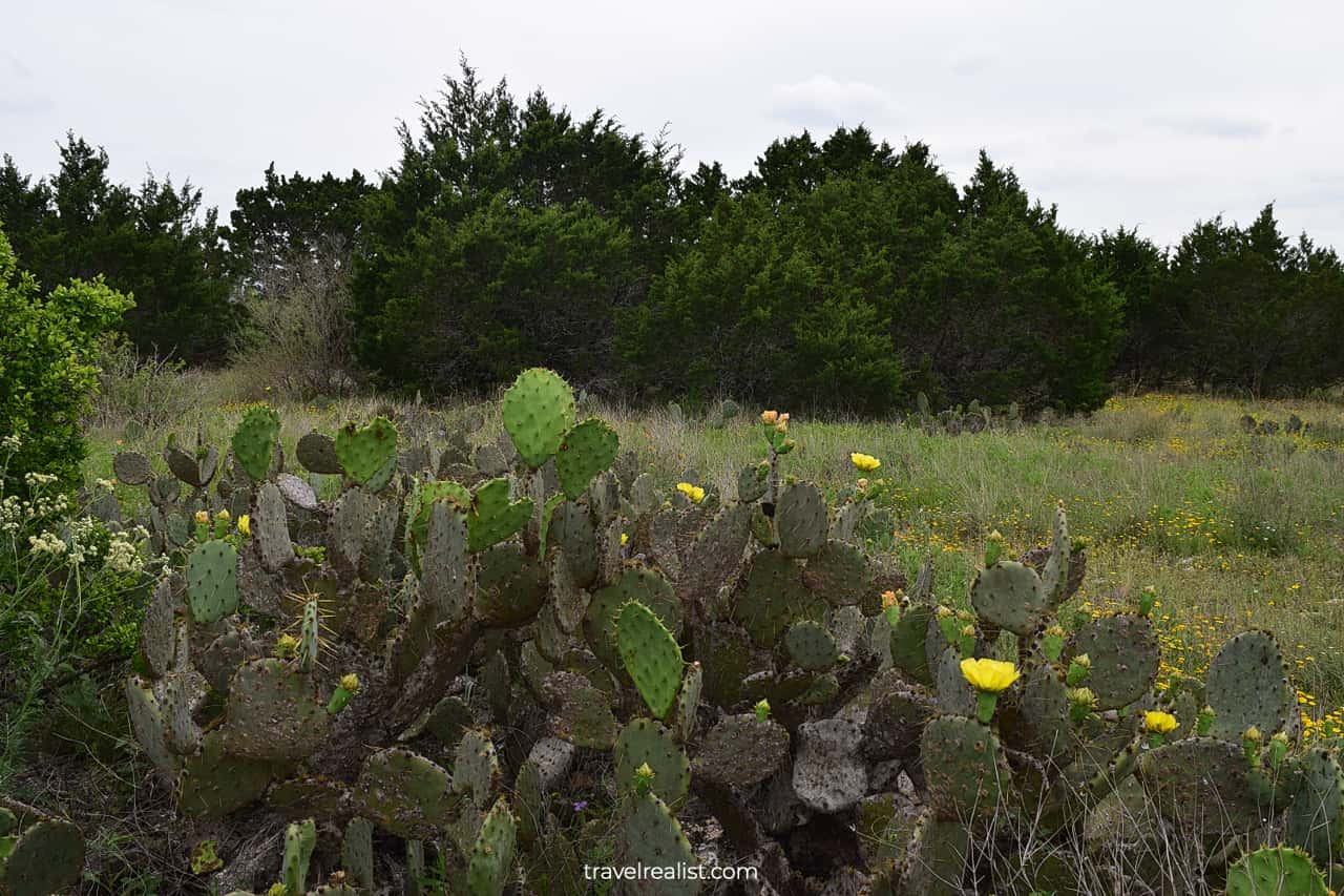 Blooming cacti in Balcones Canyonlands National Wildlife Refuge, Texas, US