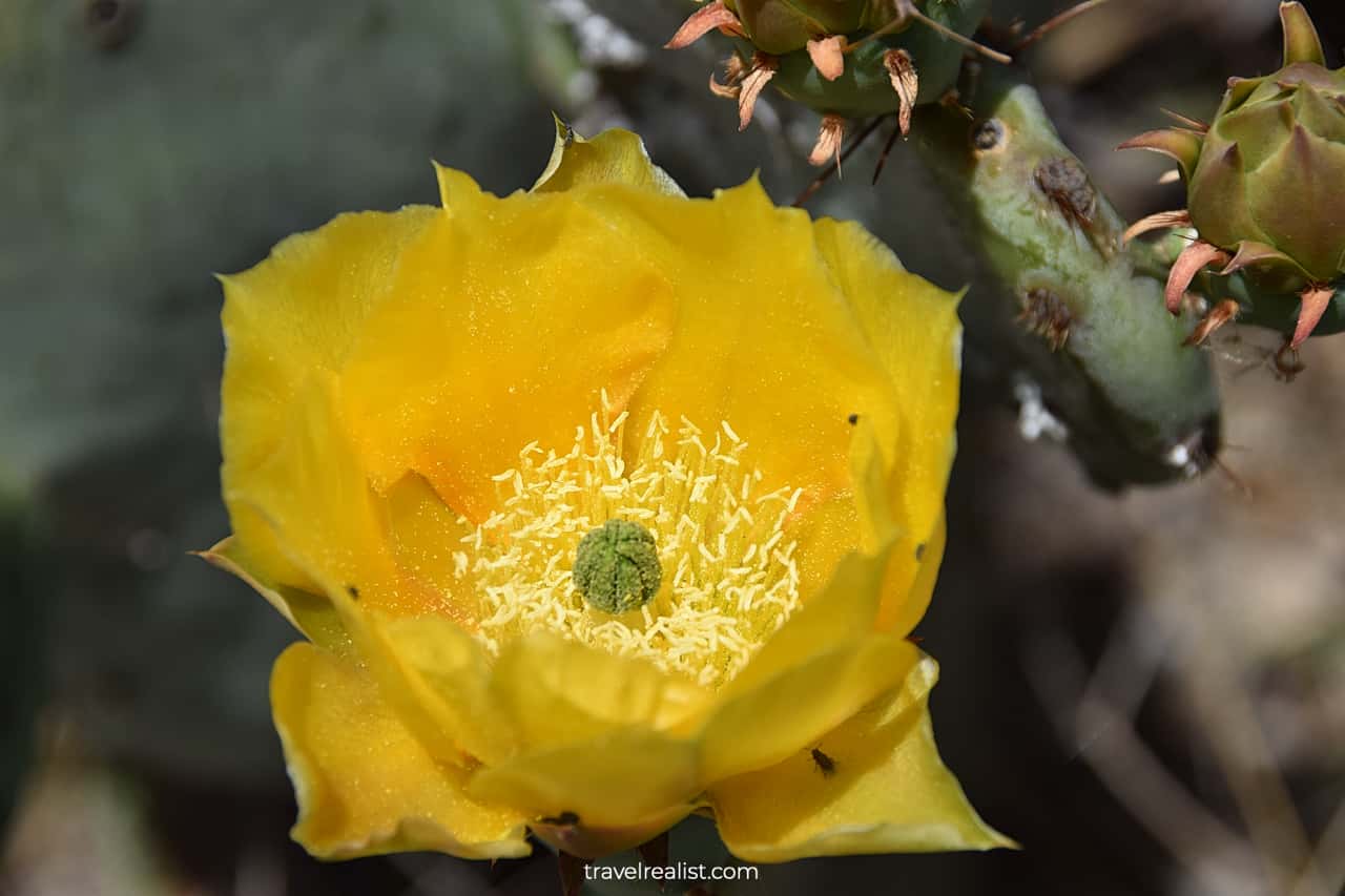 Blooming cacti in Colorado Bend State Park, Texas, US